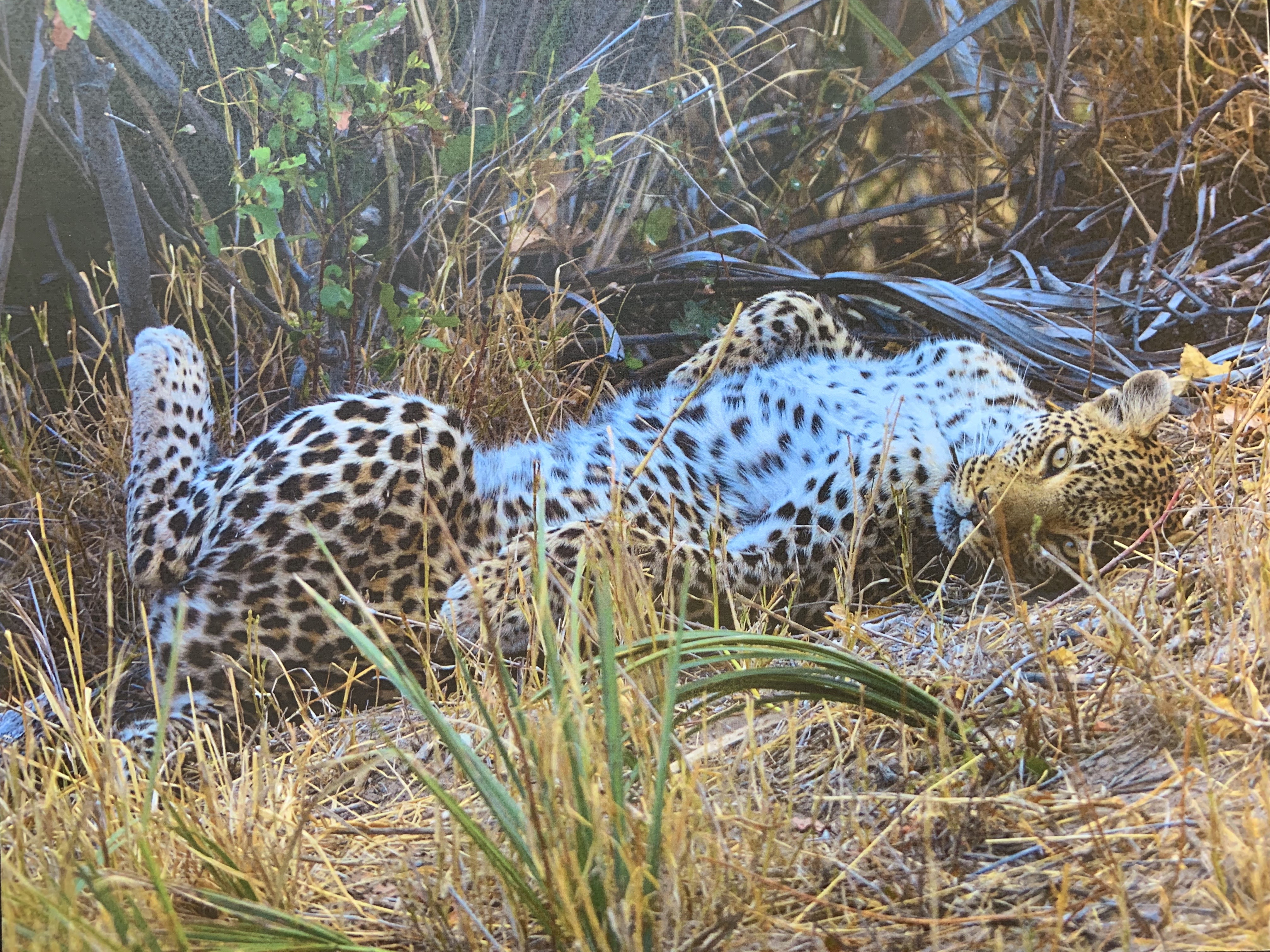 Picture of jaguar in Botswana, South Africa
